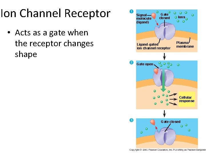 Ion Channel Receptor • Acts as a gate when the receptor changes shape Signal