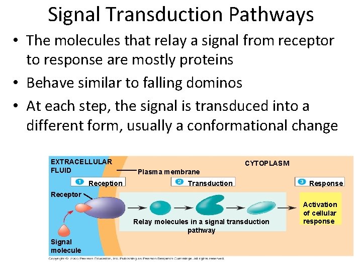 Signal Transduction Pathways • The molecules that relay a signal from receptor to response