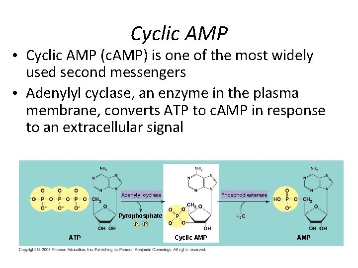 Cyclic AMP • Cyclic AMP (c. AMP) is one of the most widely used