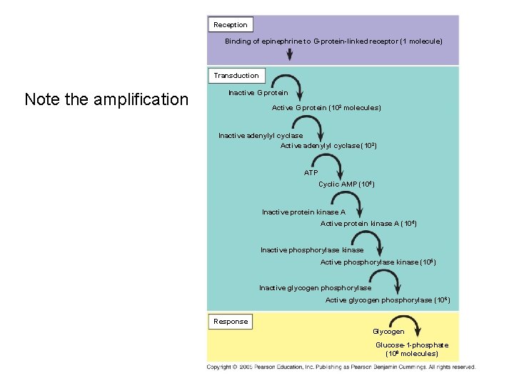 Reception Binding of epinephrine to G-protein-linked receptor (1 molecule) Transduction Note the amplification Inactive