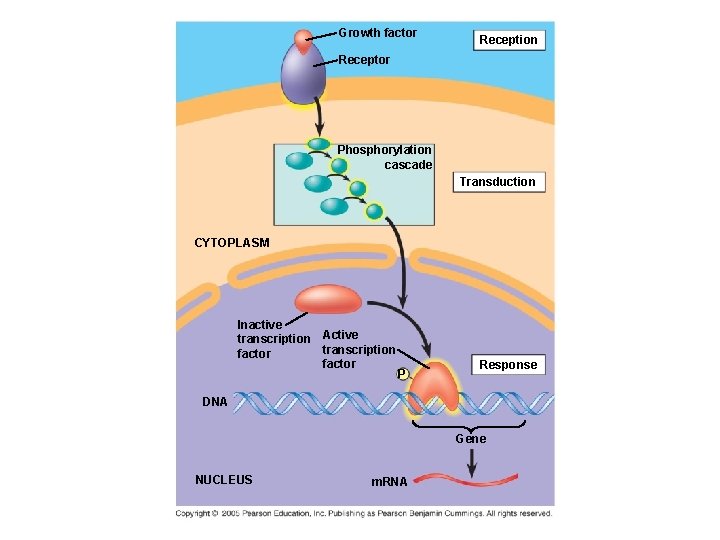 Growth factor Reception Receptor Phosphorylation cascade Transduction CYTOPLASM Inactive transcription Active transcription factor P