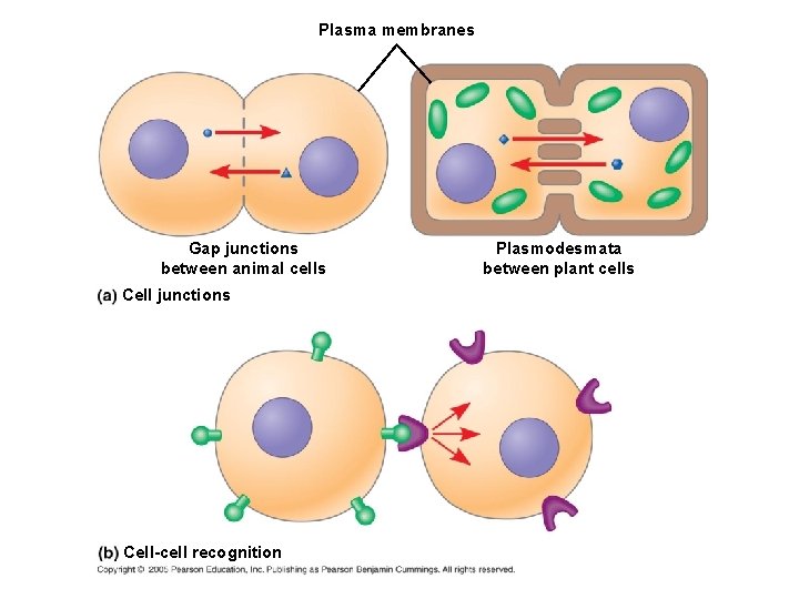 Plasma membranes Gap junctions between animal cells Cell junctions Cell-cell recognition Plasmodesmata between plant