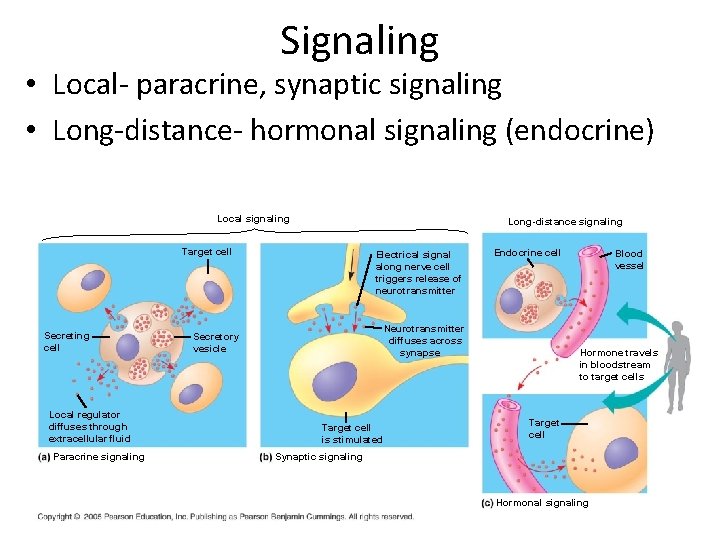 Signaling • Local- paracrine, synaptic signaling • Long-distance- hormonal signaling (endocrine) Local signaling Long-distance