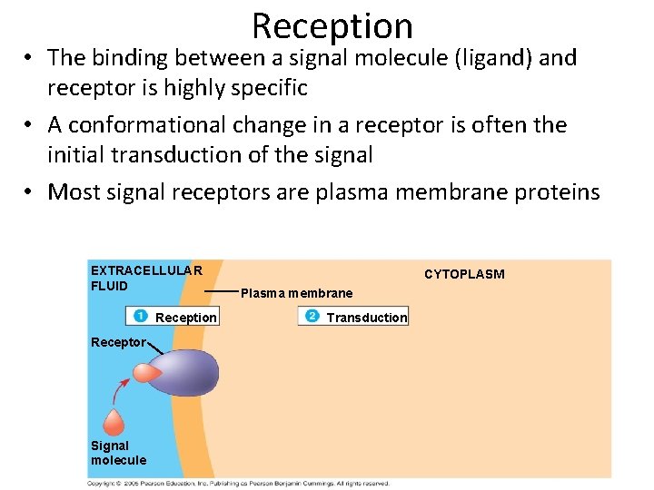 Reception • The binding between a signal molecule (ligand) and receptor is highly specific