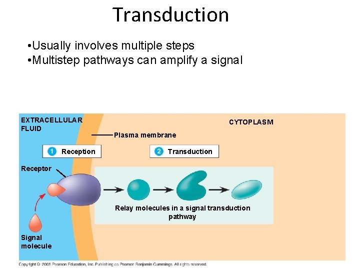 Transduction • Usually involves multiple steps • Multistep pathways can amplify a signal EXTRACELLULAR