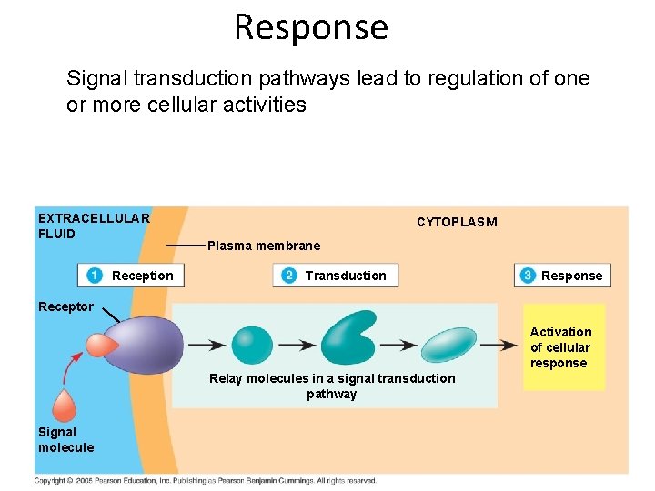 Response Signal transduction pathways lead to regulation of one or more cellular activities EXTRACELLULAR