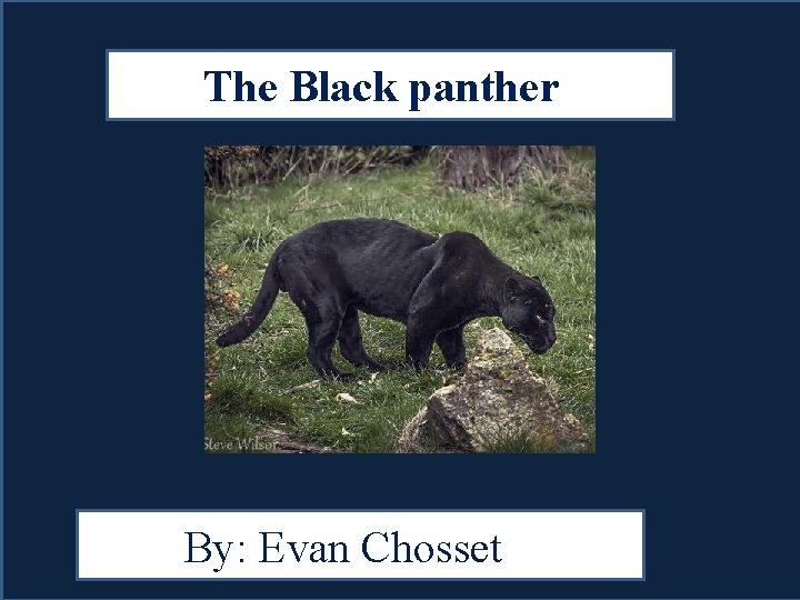 The Black panther By: Evan Chosset 