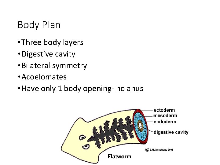 Body Plan • Three body layers • Digestive cavity • Bilateral symmetry • Acoelomates Body Plan • Three body layers • Digestive cavity • Bilateral symmetry • Acoelomates