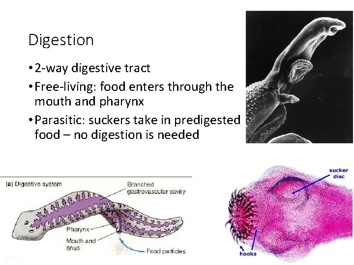 Digestion • 2 -way digestive tract • Free-living: food enters through the mouth and Digestion • 2 -way digestive tract • Free-living: food enters through the mouth and