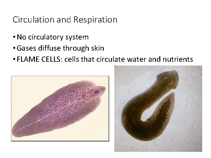 Circulation and Respiration • No circulatory system • Gases diffuse through skin • FLAME Circulation and Respiration • No circulatory system • Gases diffuse through skin • FLAME