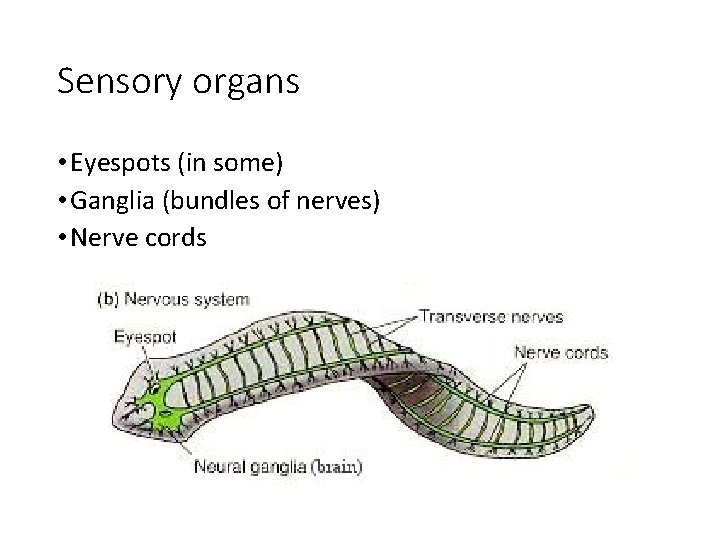 Sensory organs • Eyespots (in some) • Ganglia (bundles of nerves) • Nerve cords Sensory organs • Eyespots (in some) • Ganglia (bundles of nerves) • Nerve cords