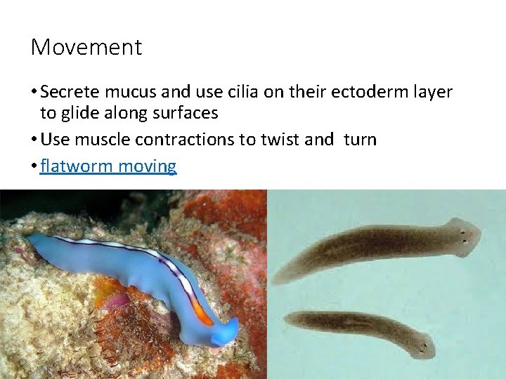 Movement • Secrete mucus and use cilia on their ectoderm layer to glide along Movement • Secrete mucus and use cilia on their ectoderm layer to glide along