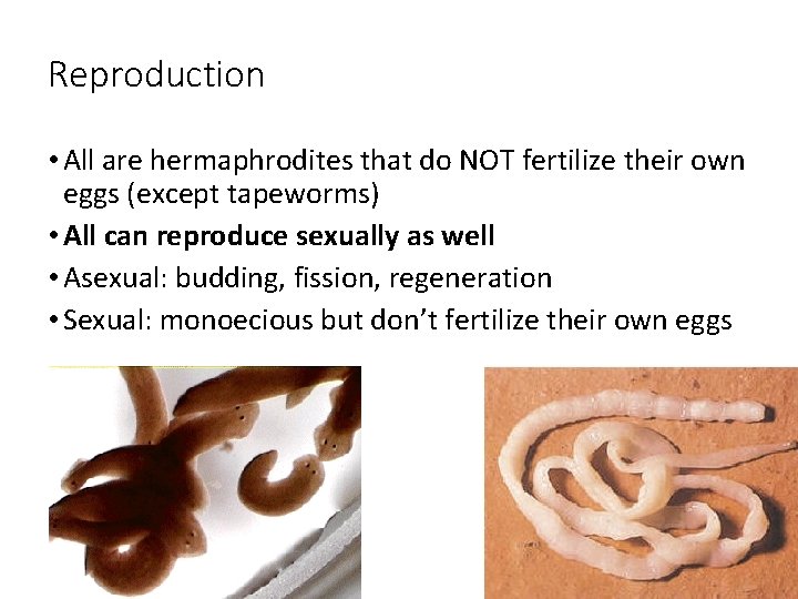 Reproduction • All are hermaphrodites that do NOT fertilize their own eggs (except tapeworms) Reproduction • All are hermaphrodites that do NOT fertilize their own eggs (except tapeworms)