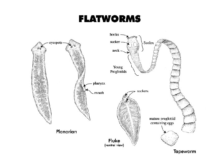 taxonomie platyhelminth)