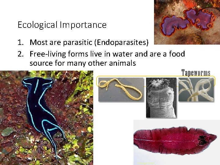 Ecological Importance 1. Most are parasitic (Endoparasites) 2. Free-living forms live in water and Ecological Importance 1. Most are parasitic (Endoparasites) 2. Free-living forms live in water and
