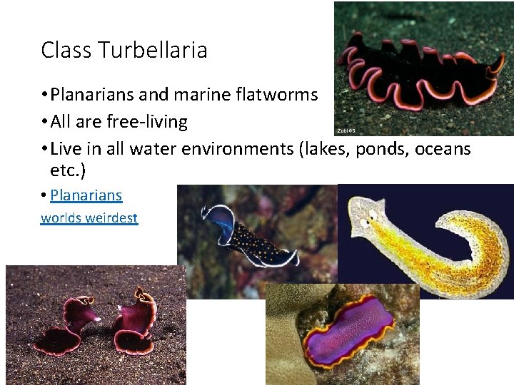 taxonomie platyhelminth)