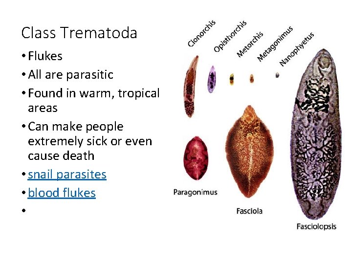 Class Trematoda • Flukes • All are parasitic • Found in warm, tropical areas Class Trematoda • Flukes • All are parasitic • Found in warm, tropical areas