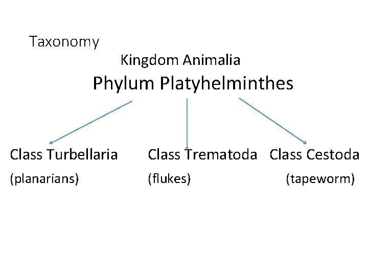 Platyhelminth taxonómia. A férgek gyógyítása után a hőmérséklet megemelkedett