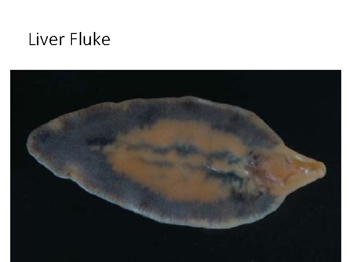 Liver Fluke Liver Fluke