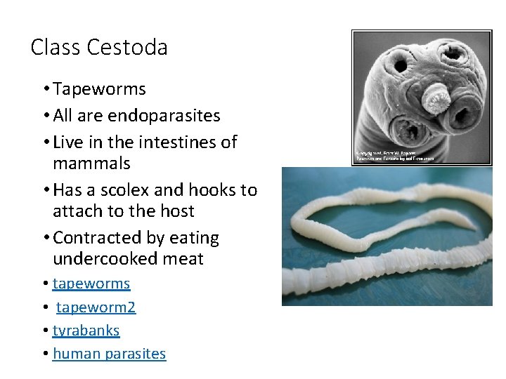 Class Cestoda • Tapeworms • All are endoparasites • Live in the intestines of Class Cestoda • Tapeworms • All are endoparasites • Live in the intestines of