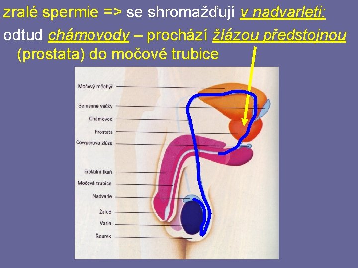 zralé spermie => se shromažďují v nadvarleti: odtud chámovody – prochází žlázou předstojnou (prostata)