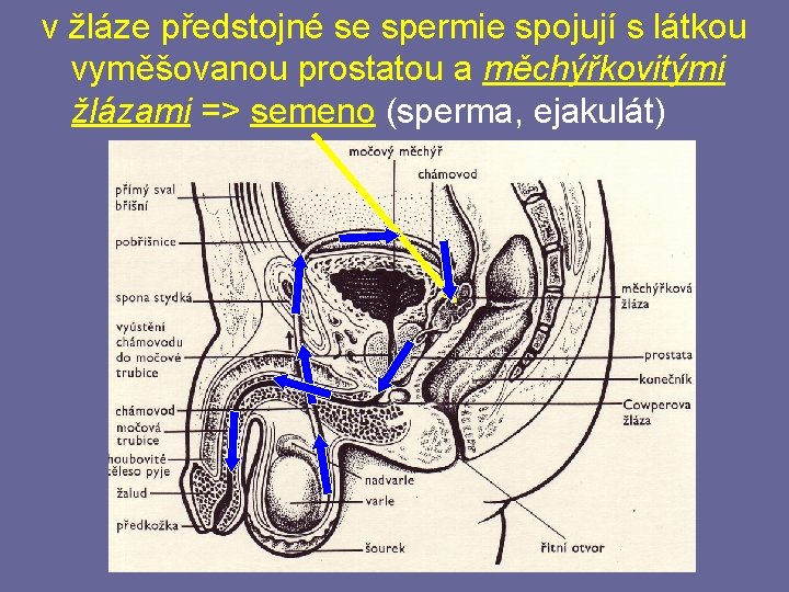 v žláze předstojné se spermie spojují s látkou vyměšovanou prostatou a měchýřkovitými žlázami =>