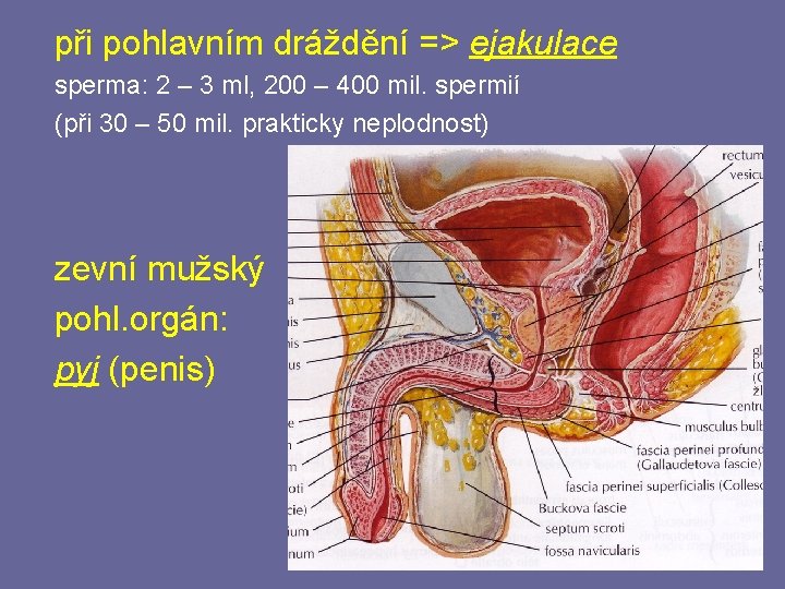 při pohlavním dráždění => ejakulace sperma: 2 – 3 ml, 200 – 400 mil.