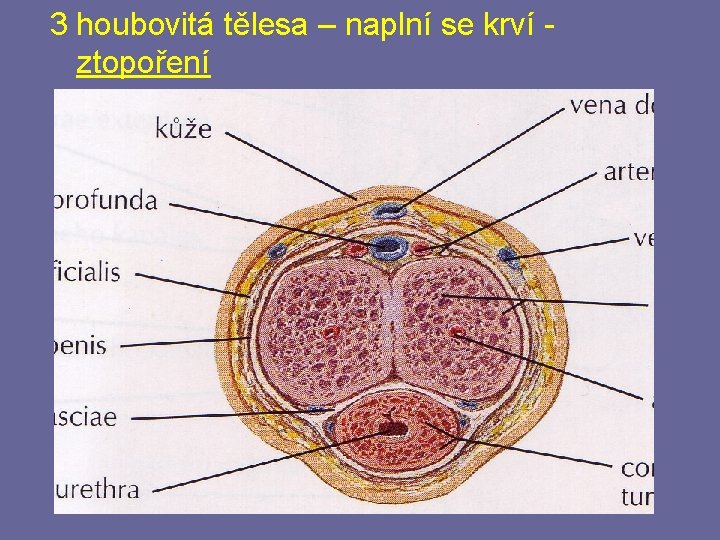 3 houbovitá tělesa – naplní se krví ztopoření 