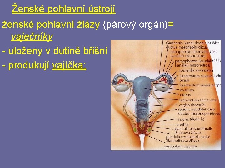 Ženské pohlavní ústrojí ženské pohlavní žlázy (párový orgán)= vaječníky - uloženy v dutině břišní