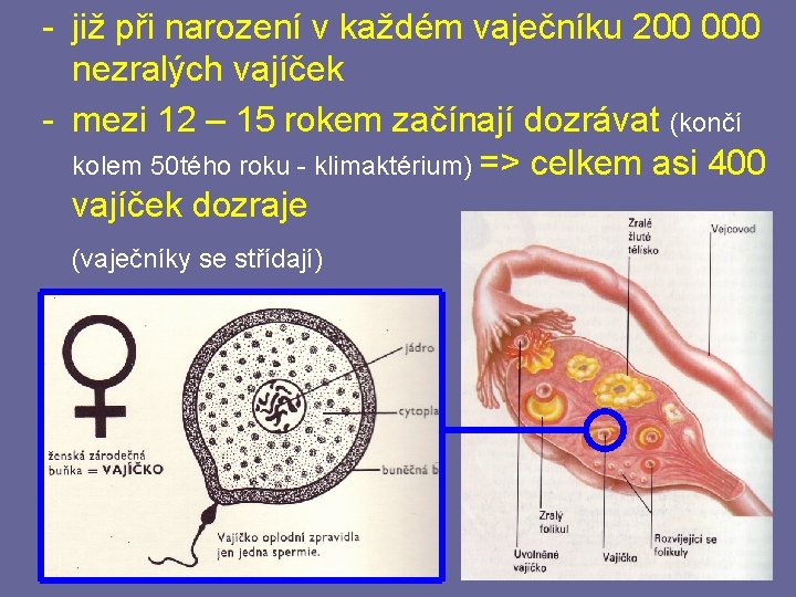 - již při narození v každém vaječníku 200 000 nezralých vajíček - mezi 12