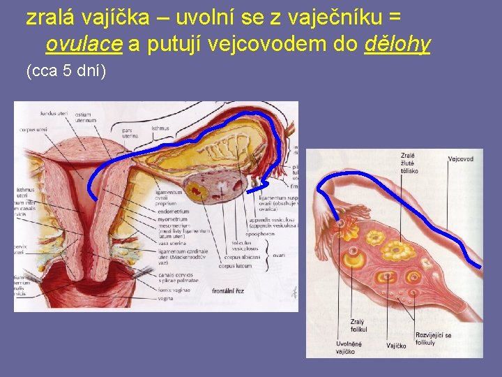 zralá vajíčka – uvolní se z vaječníku = ovulace a putují vejcovodem do dělohy