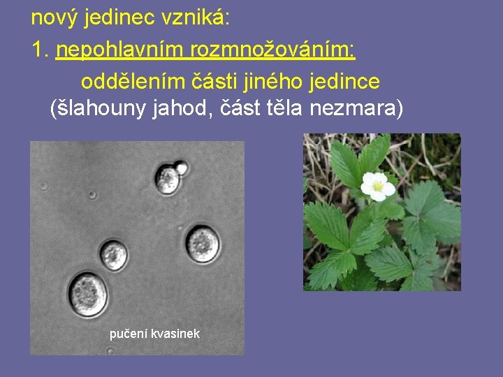 nový jedinec vzniká: 1. nepohlavním rozmnožováním: oddělením části jiného jedince (šlahouny jahod, část těla