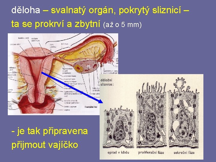 děloha – svalnatý orgán, pokrytý sliznicí – ta se prokrví a zbytní (až o