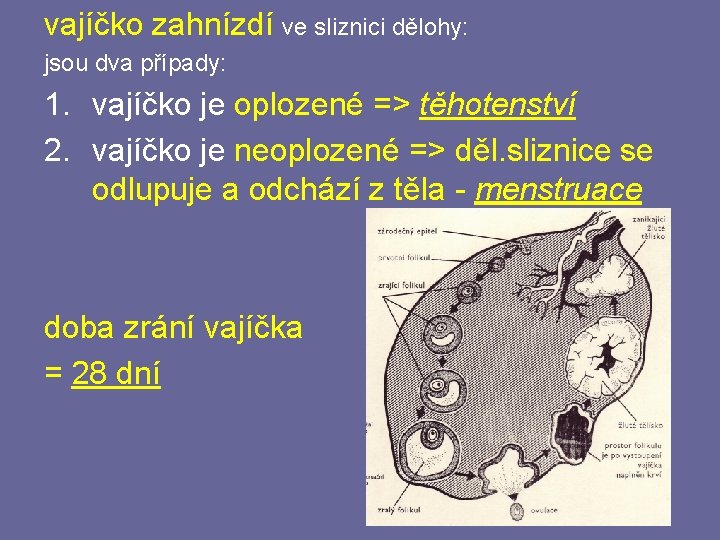 vajíčko zahnízdí ve sliznici dělohy: jsou dva případy: 1. vajíčko je oplozené => těhotenství