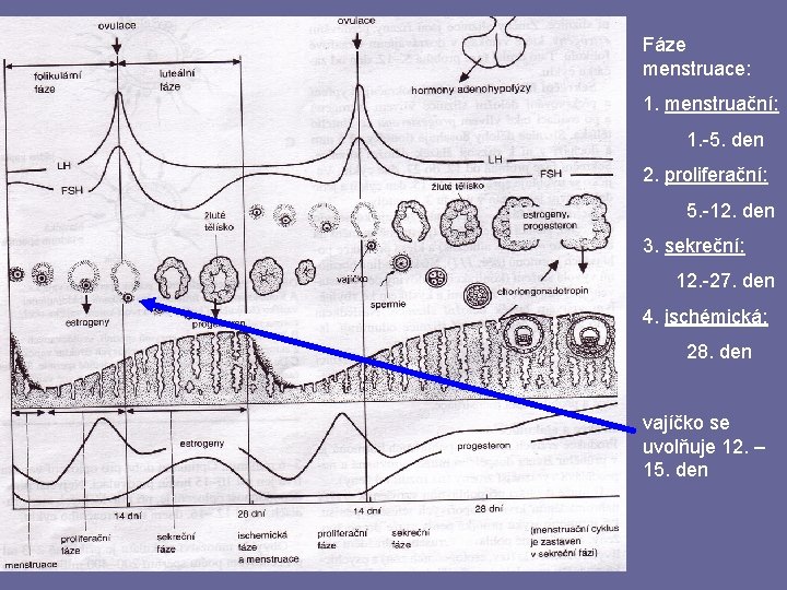 Fáze menstruace: 1. menstruační: 1. -5. den 2. proliferační: 5. -12. den 3. sekreční: