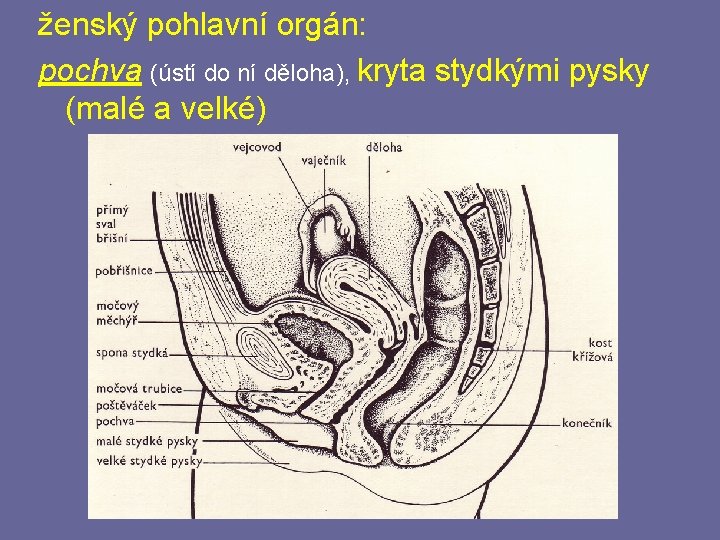 ženský pohlavní orgán: pochva (ústí do ní děloha), kryta stydkými pysky (malé a velké)
