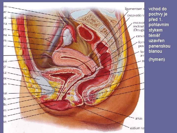 vchod do pochvy je před 1. pohlavním stykem téměř uzavřen panenskou blanou (hymen) 