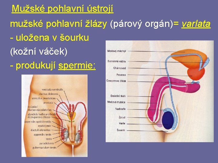 Mužské pohlavní ústrojí mužské pohlavní žlázy (párový orgán)= varlata - uložena v šourku (kožní