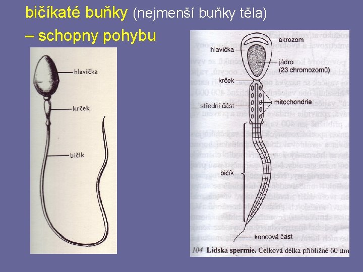 bičíkaté buňky (nejmenší buňky těla) – schopny pohybu 