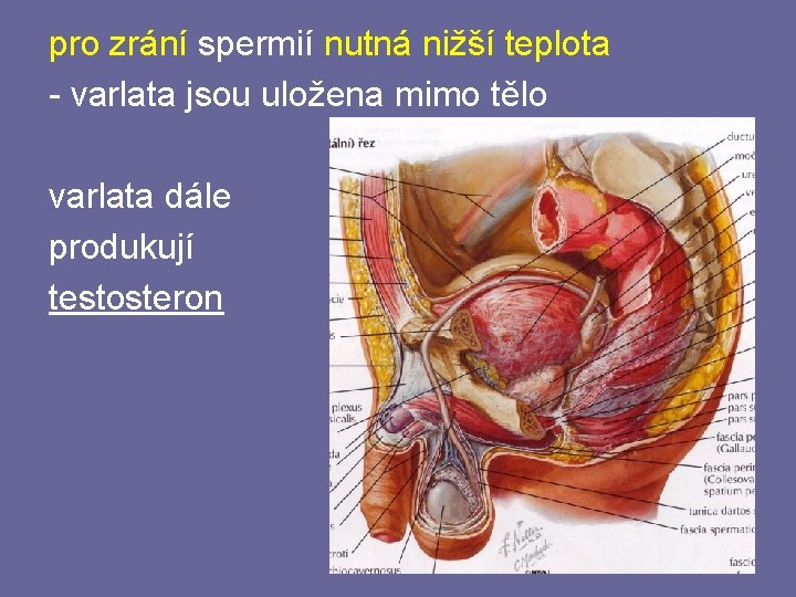 pro zrání spermií nutná nižší teplota - varlata jsou uložena mimo tělo varlata dále