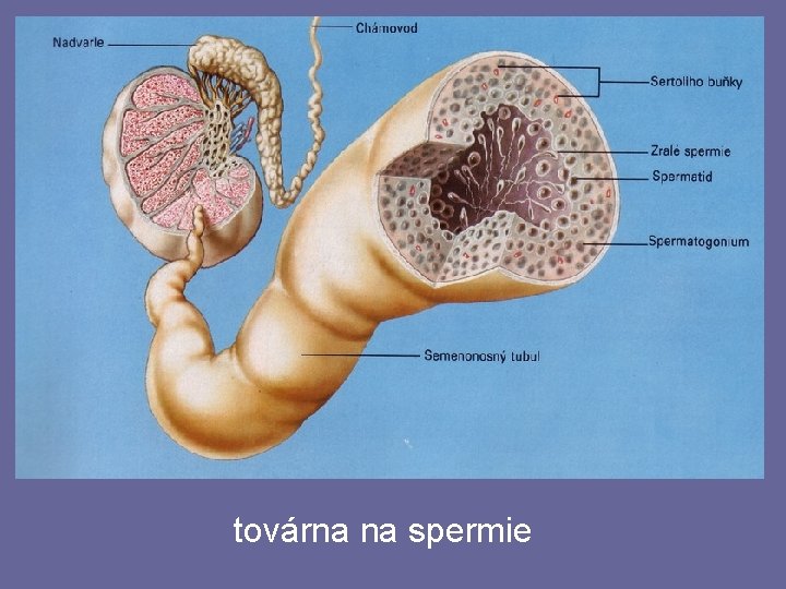 továrna na spermie 