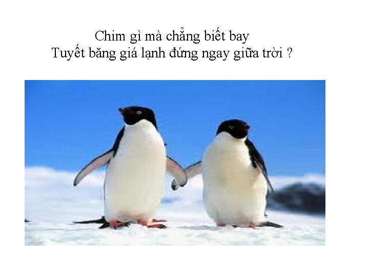 Chim gì mà chẳng biết bay Tuyết băng giá lạnh đứng ngay giữa trời