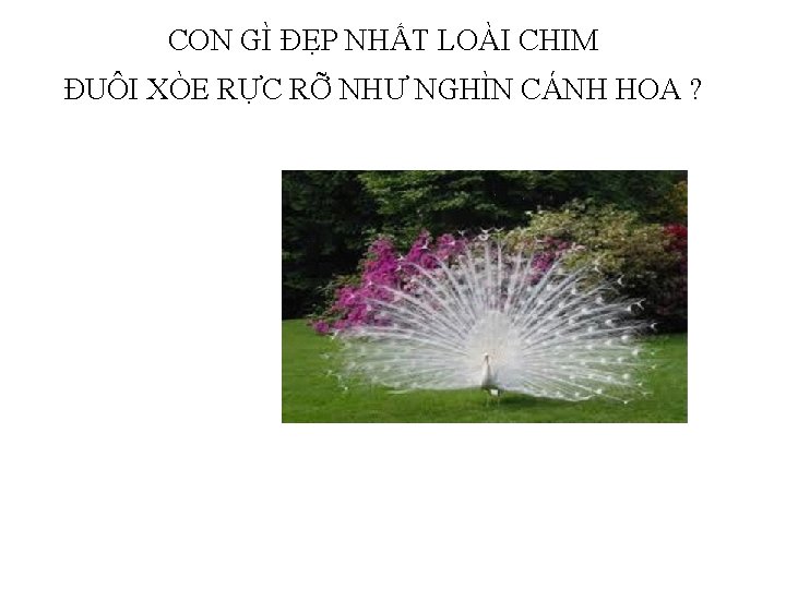 CON GÌ ĐẸP NHẤT LOÀI CHIM ĐUÔI XÒE RỰC RỠ NHƯ NGHÌN CÁNH HOA