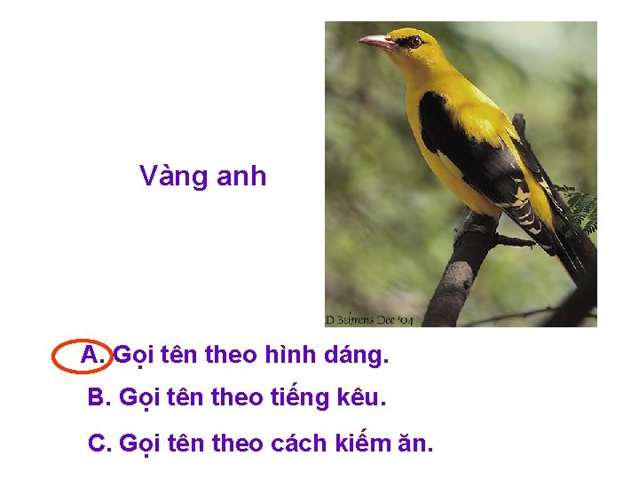 Vàng anh A. Gọi tên theo hình dáng. B. Gọi tên theo tiếng kêu.