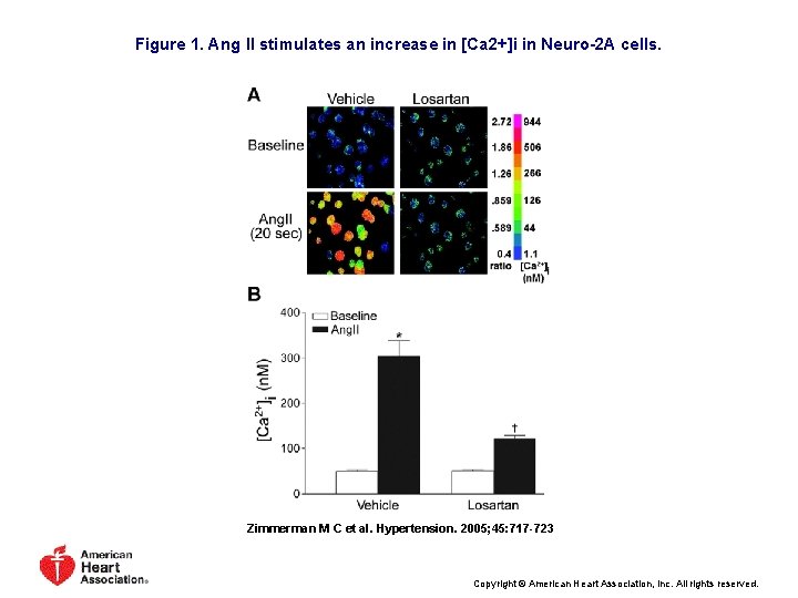 Figure 1. Ang II stimulates an increase in [Ca 2+]i in Neuro-2 A cells.