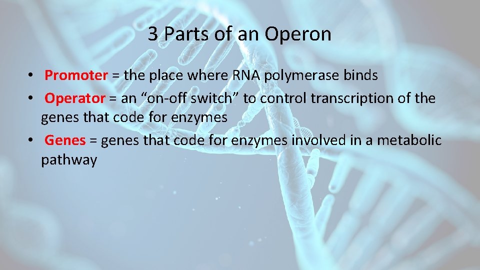 3 Parts of an Operon • Promoter = the place where RNA polymerase binds