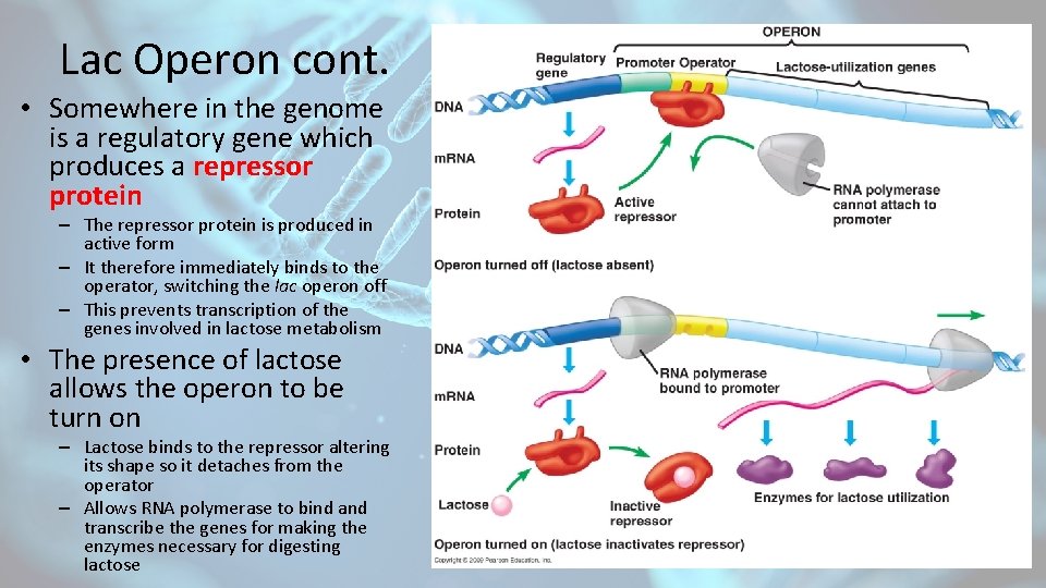 Lac Operon cont. • Somewhere in the genome is a regulatory gene which produces