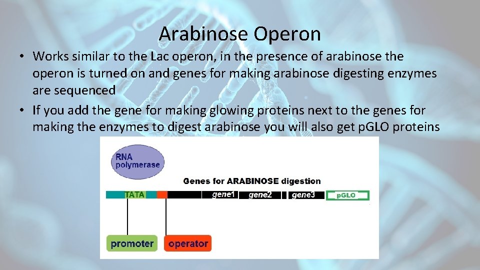 Arabinose Operon • Works similar to the Lac operon, in the presence of arabinose