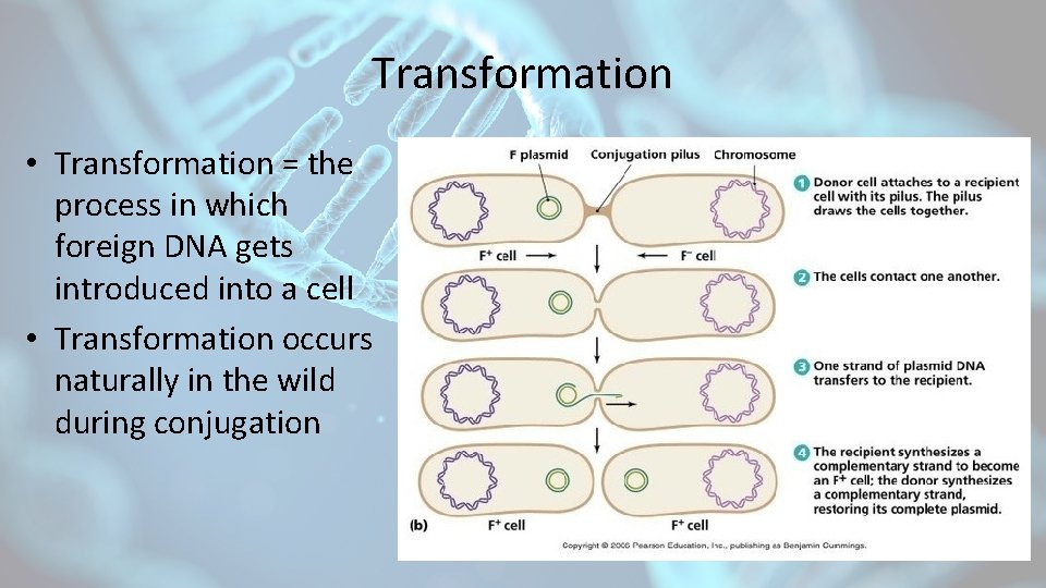 Transformation • Transformation = the process in which foreign DNA gets introduced into a