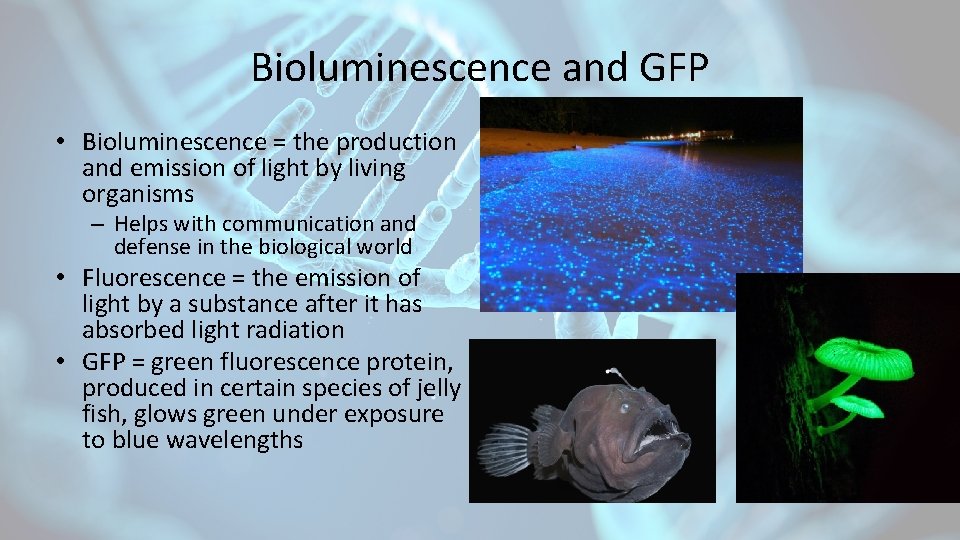 Bioluminescence and GFP • Bioluminescence = the production and emission of light by living